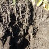Four Cover Crop Field Days in NW Indiana and Down-State Illinois The plots in Indiana and at TNT farms will have soil pits to look at the roots and how the soil is benefiting from the cover crops.