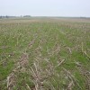 Cover Cropping North of I-80 After Corn & Soybeans – A Whole New World? This field of Annual Ryegrass is in SE Wisconsin and was aerial applied into standing corn in the fall of 2011 with great success.