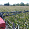 Applying Cover Crops with a High-Boy Although not as fast as aerial applying cover crops; a high-boy type spreader does a fabulous job. Here is Andy Ambriole from near Ft. Wayne, IN applying Craig Simon's cover crop grazing mix of Oats, Winter Cereal Rye, and Appin Turnips in late August 2012.