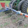 Is it Ever Too Early to Plant Cover Crops? Seeding Crimson Clover at "lay-by" in June in NW Indiana.