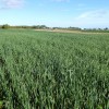 Cover Crops in Wisconsin – Full Speed Ahead! This cover crop field was ready for harvest in late September 2012.