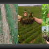 Cover Crops- It is Amazing how much interest there is these days! canvas theme pcc header 2012.jpg