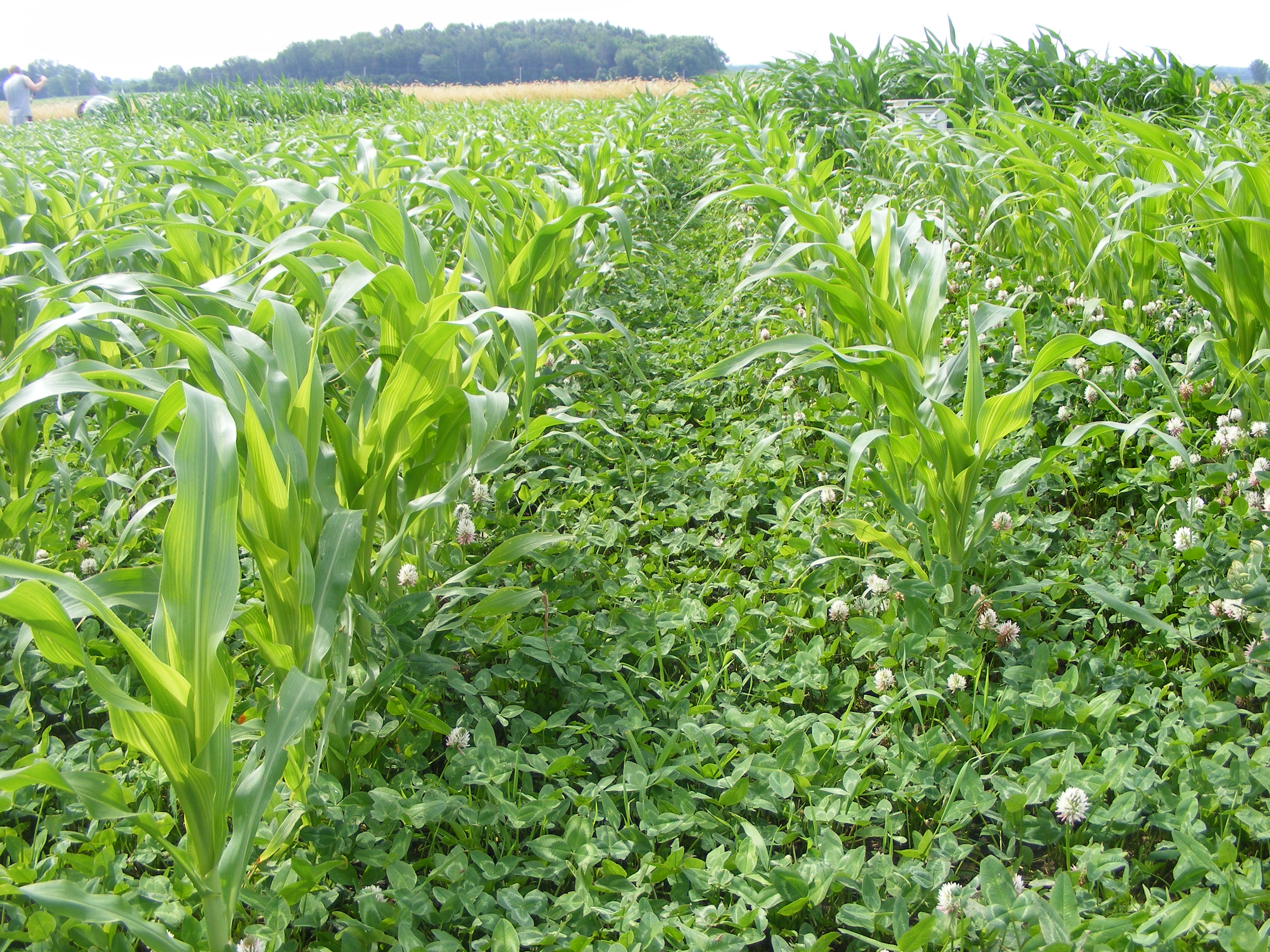 Corn growing in Kura Clover in July
