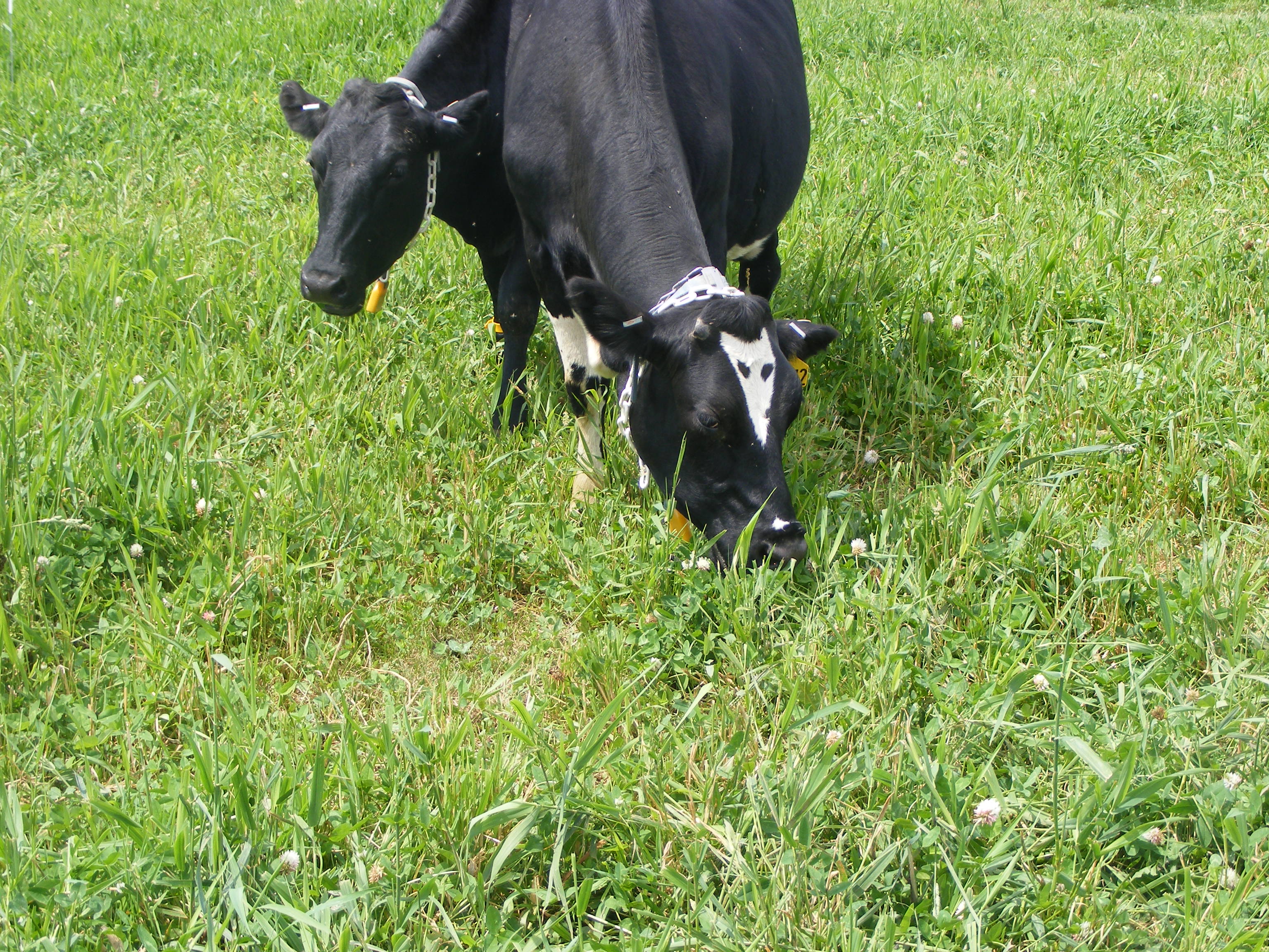Cattle Grazing Kura Clover and Reeds Canarygrass