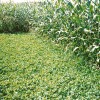 Kura Clover – The Perennial Cover Crop Corn growing in Kura Clover in Arlington, Wisconsin