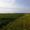 Fertilizing Cover Crops & Planting Legumes After Soybeans The Radishes on the left had manure applied and those on the right did not have any additional nitrogen applied.