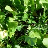 Midwest Cover Crops Council Annual Meeting Set Cover Crops