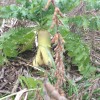 Be Aware of Dormant Seed in Cover Crops Beans are ready for harvest but radishes can create a headache if not controlled with season long scouting.
