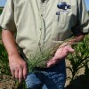 Can Cover Crops Become Weeds? It only takes a few annual ryegrass plants that produce seed to create a weed problem - especially if wheat is in the rotation.