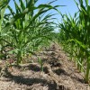 Cover Crops Help Suppress Weeds A mixture of Annual Ryegrass, Crimson Clover, and Radishes provided a very clean corn field.