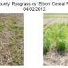 Cover Crops are Working in Iowa September 5, 2011 planted Annual Ryegrass compared to Winter Cereal Rye in central Iowa in April 2012. Note the dramatic difference in winterhardiness.