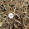 Do Cover Crops Keep the Soil Colder in the Spring? The soil temperature on March 29, 2013 at approximately 4 inches in an annual ryegrass cover crop.