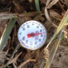 Part 2- Do Cover Crops Keep the Soil Colder in the Spring? Soil temperature in the Annual Ryegrass cover crop plot 4-5-2013
