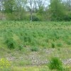 Cover Crops: Buy One Year, Get Another Year Free Surprise! That's what our reaction was to the volunteer annual ryegrass growing in our fields nearly 18 months after they were sown.