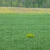 Cover Crops and Crop Insurance – Spring Reminders Should farmers be penalized in a wet and cold year for growing a cover crop instead of having a field of winter annual weeds? Common sense says that a cover crop is better for agriculture than weeds.