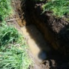 Root Pit Reveals 40″ Cereal Rye Roots Rye Pit