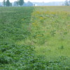 Cover Crops and Prevented Planting Guidelines There are thousands upon Thousands of acres - mainly in the upper Midwest not planted in early June 2013.