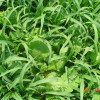 Prevented Planting Seeding Options Pasja with Pearl Millet