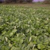 Cover Crop Field Day Set in Blooming Prairie, MN This prevent plant field had plenty of nitrogen from manure to capture. Hagan farms used a hybrid brassica and spring barley to secure the nitrogen and Berseem clover to produce more N and provide better soil health.