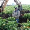 More Fall Cover Crop Field Days Coming There will be opportunities to look in soil pits in Northern climates to see just what is going on beneath the surface of the soil.