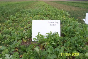 GroundHog Radish by itself at 5#/acre is not thick enough to stop erosion.