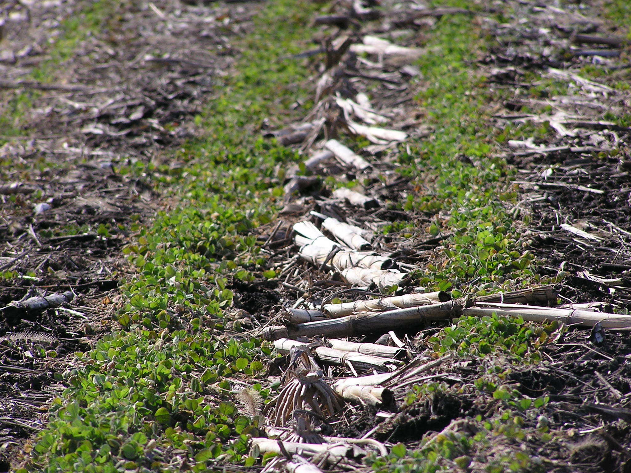Why Cover Crops Plant Cover Crops