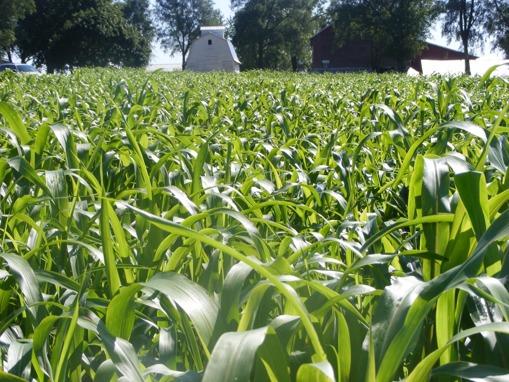 cover-crop-selection-what-to-plant-after-wheat-or-other-cereal-grains