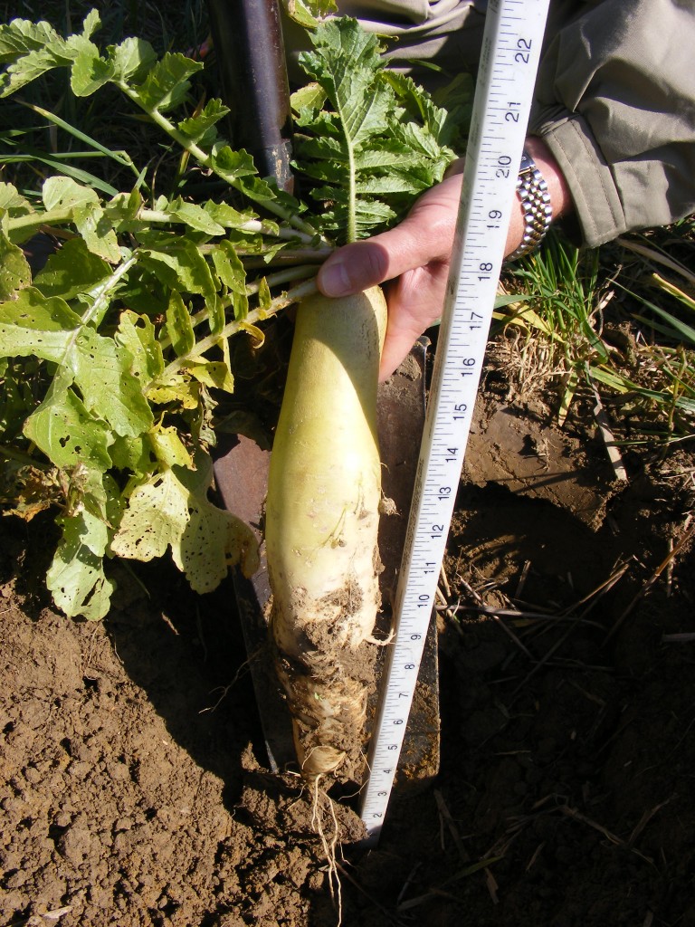 Cover Crop Radishes What they do Plant Cover Crops