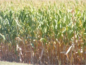 Corn should be dried "up to the ear" for best results when utilizing aerial application.