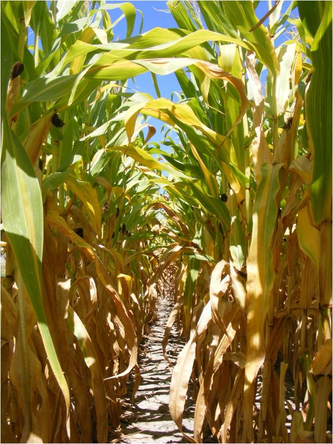 Approximately 50% of the sunlight should reach the ground in the field when aerial applying cover crops into corn.