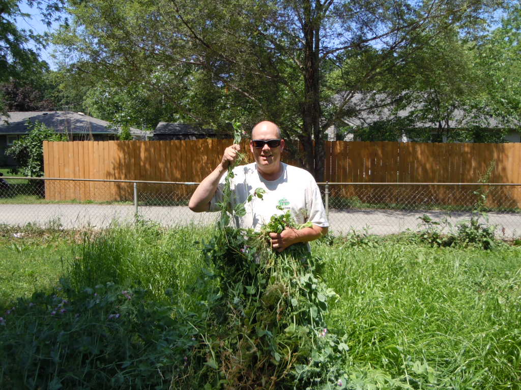 Austrian Winter Peas Plant Cover Crops