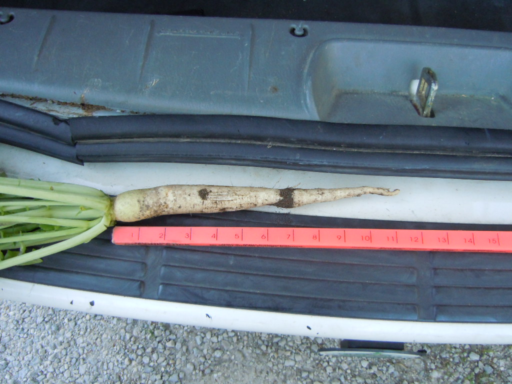 How deep can radish roots go? - Plant Cover Crops
