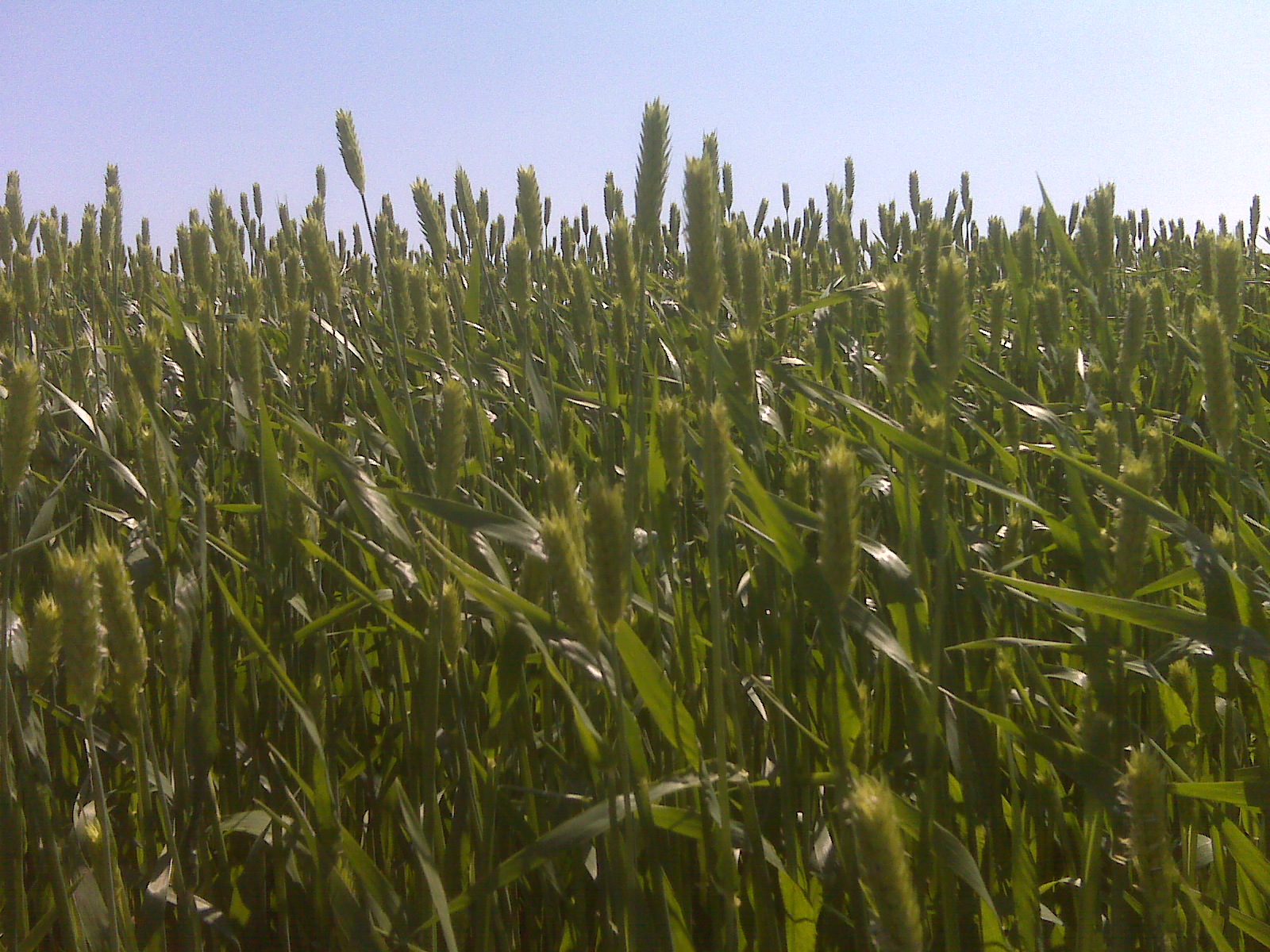 Winter Barley-a “forgotten cover crop species” - Plant Cover Crops