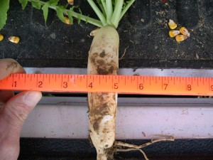 Cover crop radishes can be quite large.