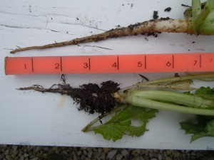 Radish plot 010