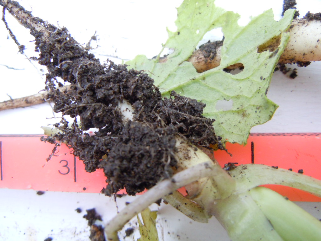 Cover Crop Radishes and Turnips…what are their differences? Plant