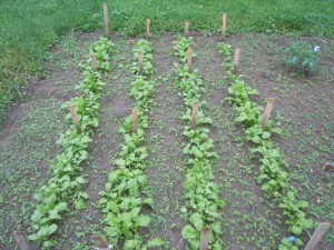 Radish plot 016