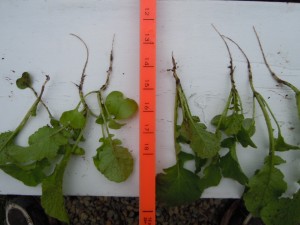 Radish plot 017