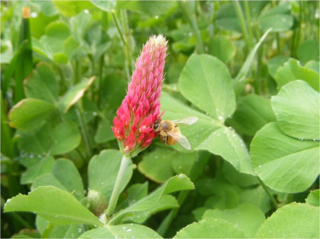 Crimson Clover; A Jewel Among The Cover Crop Legumes - Urban Homesteader