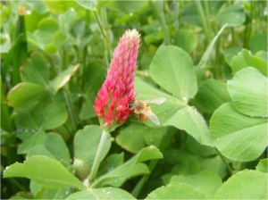 bee on crimson clover