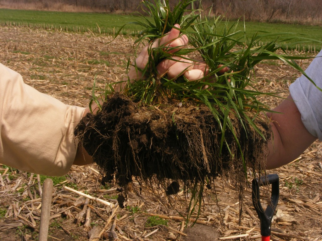 Annual Ryegrass...leading the new frontier of cover crops Plant Cover