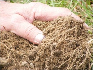 hand with ARG roots