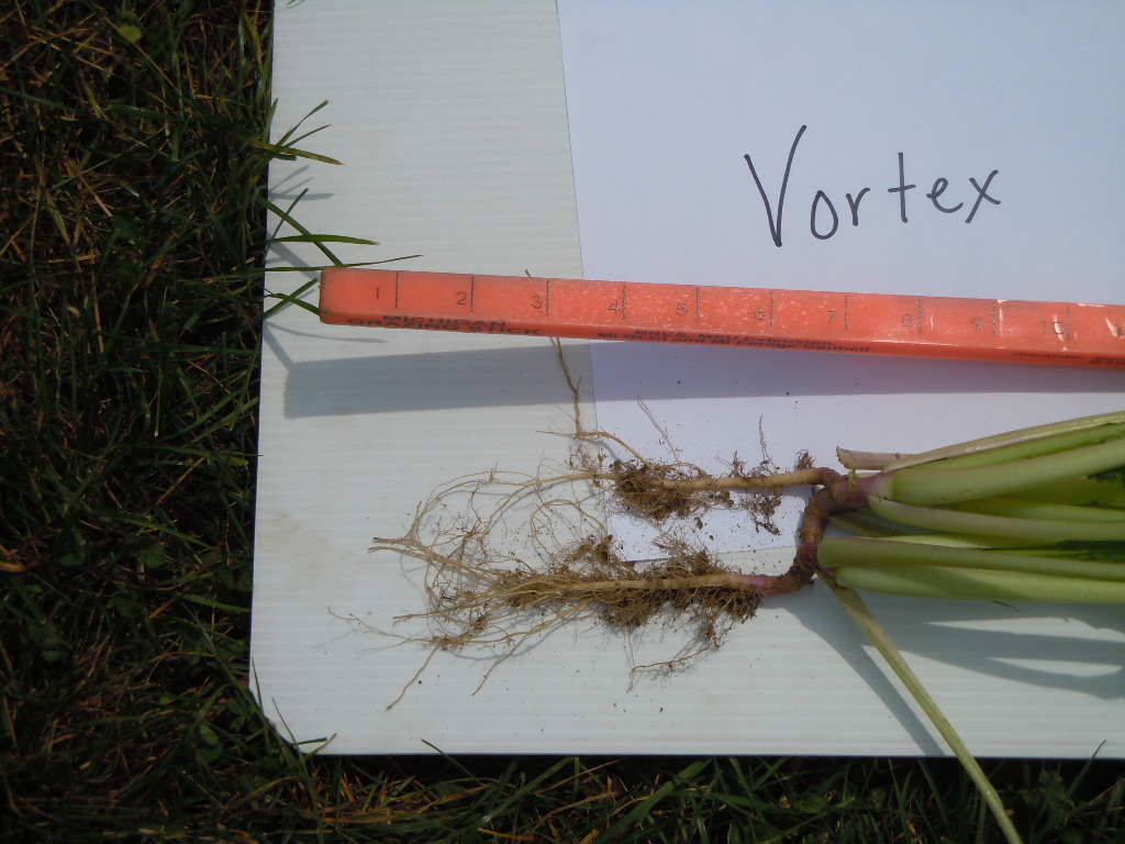 Cover Crop Radish Rate Per Acre Plant Cover Crops