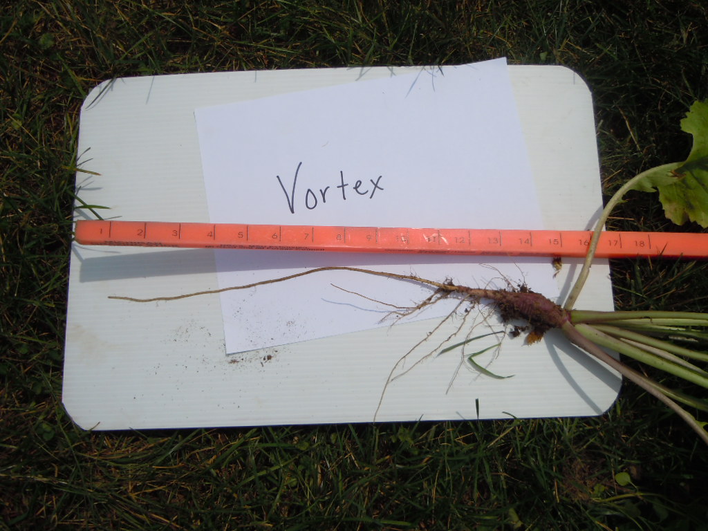 Cover Crop Radish Rate Per Acre Plant Cover Crops