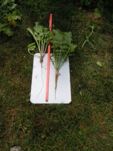 Radish plot 7-10 028