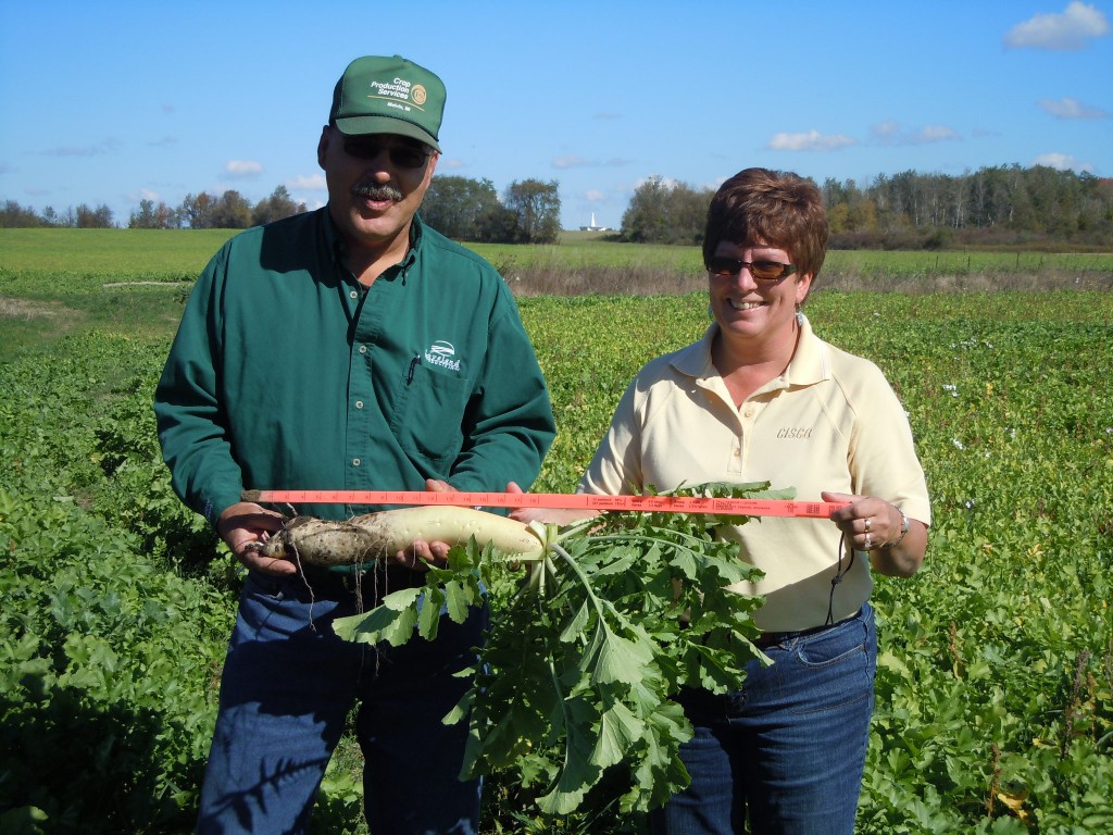 Radishes Plant Cover Crops