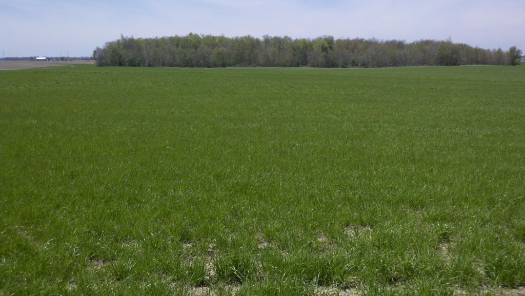 What Is Gulf Annual Ryegrass