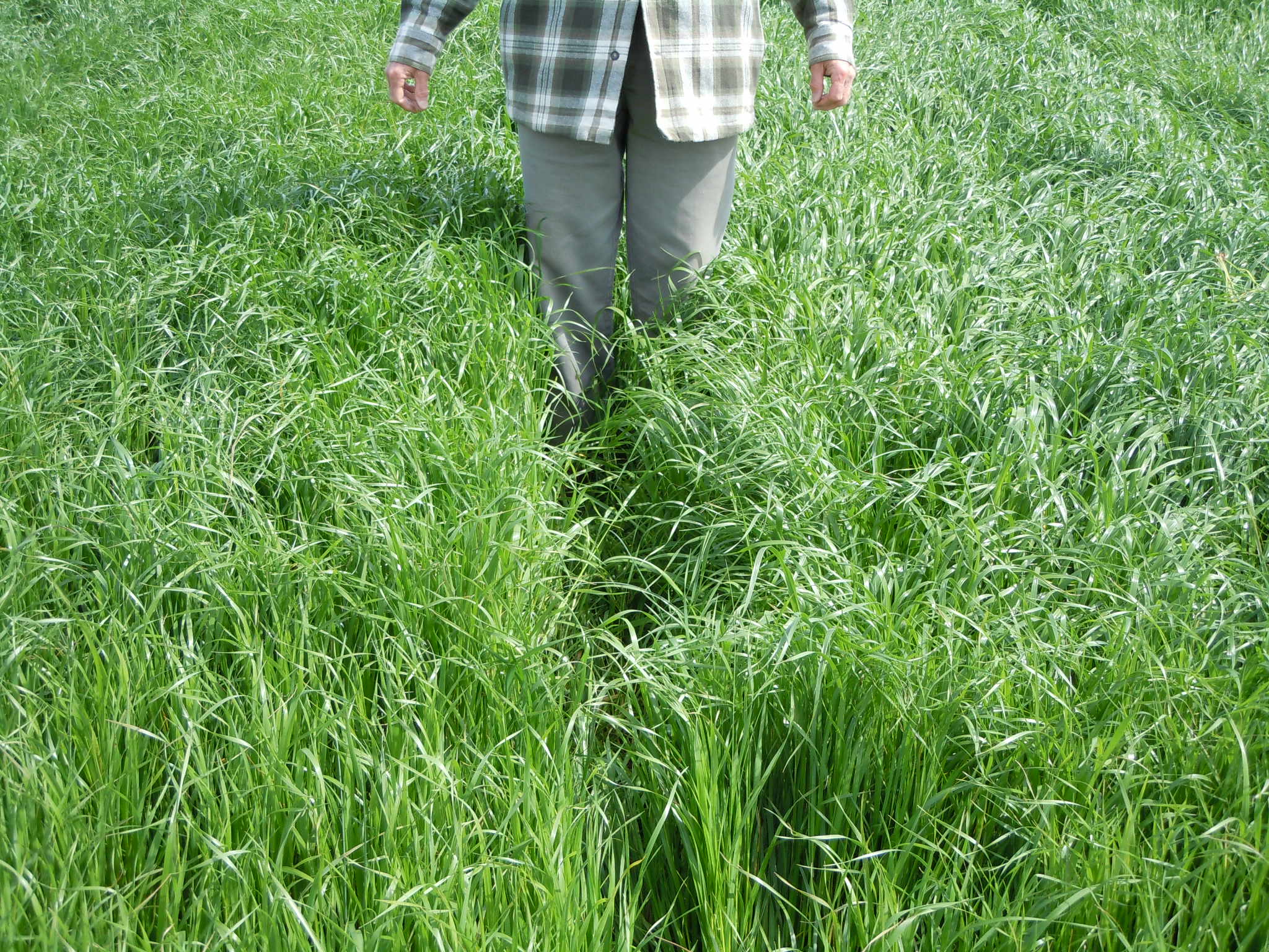 Formula for Killing Tall Annual Ryegrass - Plant Cover Crops When Is It Too Cold To Plant Ryegrass