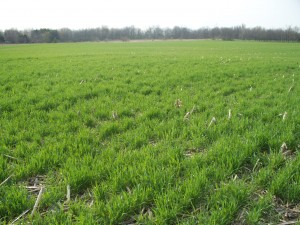 Photo Diary - Soybeans planted into a Cereal Rye cover crop - Plant ...