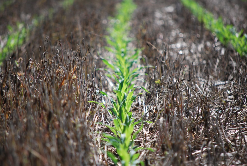 Photo diary- Corn after a cover crop (after corn)